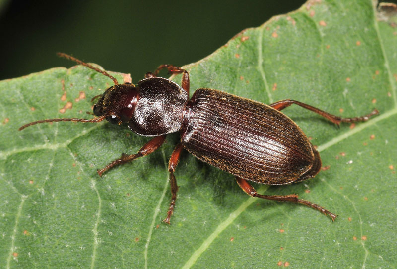 Carabidae da conf/Det.: Scybalicus oblongiusculus